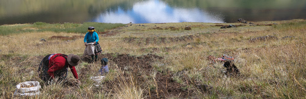 El parque de la patata de Perú_ Uso sostenible de la biodiversidad en los paisajes