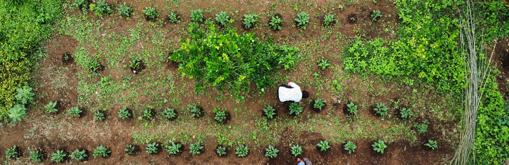 Financiación de paisajes más resistentes al cambio climático y ricos en biodiversidad