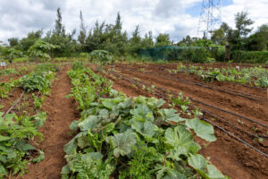 Las dimensiones sociales de la agroecología: CSHEP Kenia